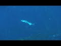 Spearfishing - Barracuda Fights Back