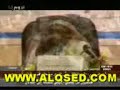 موقع سمان الهرج الشعبي مزاين مزايين الابل بعير ناقه ناقة فحل مجاهيم وضح قصايد قصيده قلطات قلطه شعر اشعارالهاجري القحطاني العتيبي السبيعي اليامي العجمي المري الحربي الدوسري شعبي