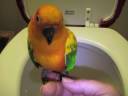 Watch Pete 