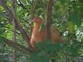 How to Roost in a Tree