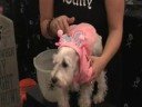 DOG HALLOWEEN DOG HALLOWEEN