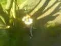 funny swing
