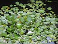 Koi & Goldfish Pond May 2007