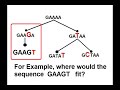 Why \"Same Designer, Same Genes\" is not a valid argument. Why \"Same Designer, Same Genes\" is not a valid argument.