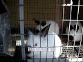 2 Month Old Bunnys - Bunny Update 5 2 Month Old Bunnys - Bunny Update 5