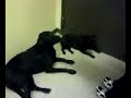 DEAD DOG !