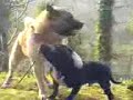 akita vs staffy akita vs staffy