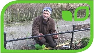 How to Prune the Apple Cordon