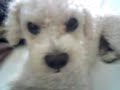 omg funniest dog ull ever see!!!! omg funniest dog ull ever see!!!!