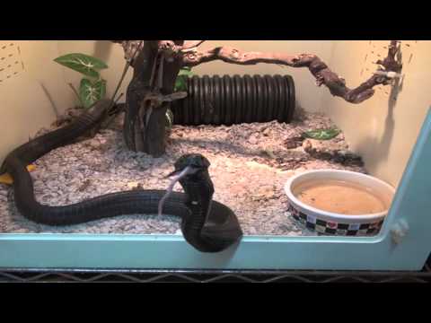 YouTube reptile video