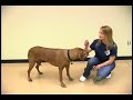 Dog Tricks Bowing Dog Trick