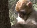 APE\ APE\