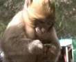 APE'S OF AZROU