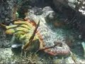 Octopus eating Lobster