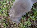 pitbull puppies
