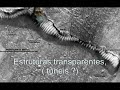 Segredos da NASA, Nasa secrets