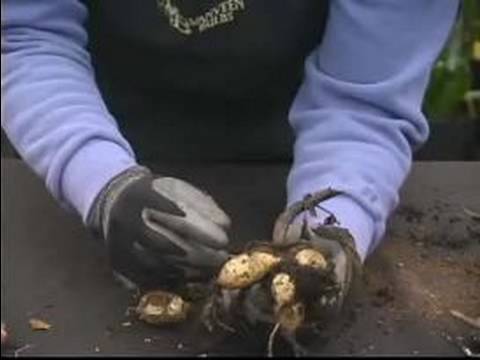 How to Pick Flower Bulbs : What are ...