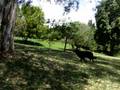 RUNNERdogs 21-11-2008 1-45-06 PM.AVI