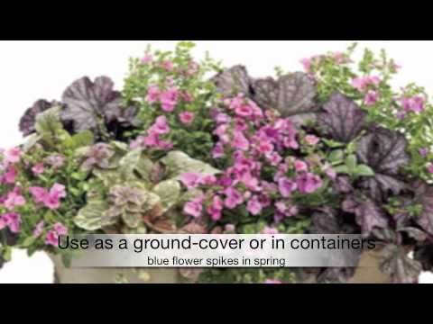how to fertilize astilbe