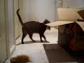 Sugar the Cat plays Fetch