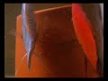 reprodução de discus
