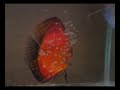 reprodução de discus
