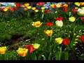 Tulips On Troost