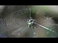 Spider at Highlands Hammock State Park Spider at Highlands Hammock State Park