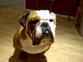 english Bulldog Training