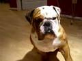 Bulldog Inglés video