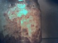 Shiitake  from Spore Print to Enriched Sawdust Mycelium