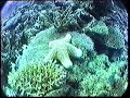 Matagi Island Fiji Matagi Island Fiji