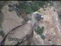 Buitre leonado ( Gyps fulvus )