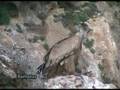 Buitre leonado ( Gyps fulvus )