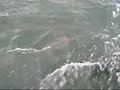 Bruinvis langs zeiljacht