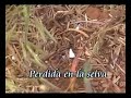 Hormigas