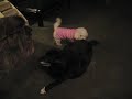 Chloe, Lady AND Zippo Chloe, Lady AND Zippo