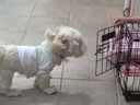 Dog VS Door