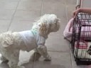 Dog VS Door