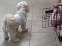 Dog VS Door