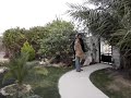 Bouncing dog
