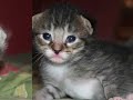 2 Week Old Kitties 2 Week Old Kitties