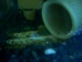 birth of the fry birth of the fry