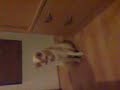 dexter - the soccer playing cat
