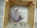 palomas buchonas de palomochaves