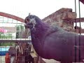 palomas buchonas de palomochaves