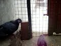 palomas buchonas de palomochaves