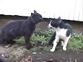 Cats fight Briga de gatos