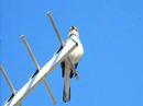MockingBird MockingBird