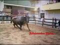 Especial Largadas de Toiros Benavente 2007